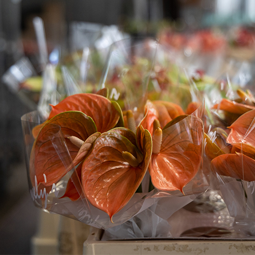 Anthogether anthurium Lovely Peachy 2