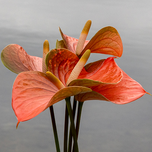 Anthogether anthurium Lovely Peachy 3