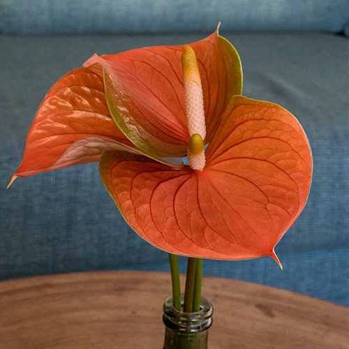 Anthogether anthurium Lovely Peachy 4