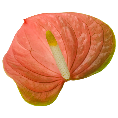 Anthogether anthurium Lovely Peachy