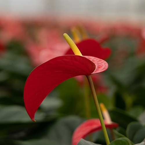 Anthogether anthurium Lovely Red Bull 1