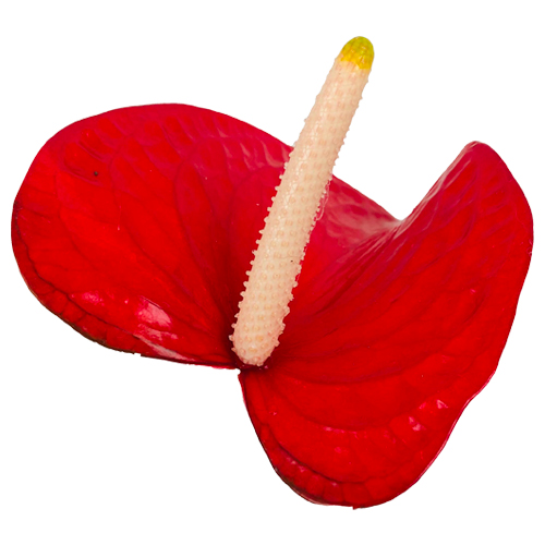 Anthogether anthurium Lovely Red Bull