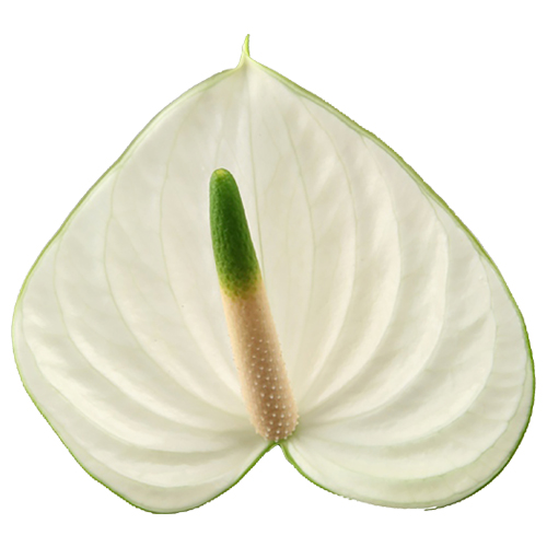 Anthogether anthurium Lovely Snowy