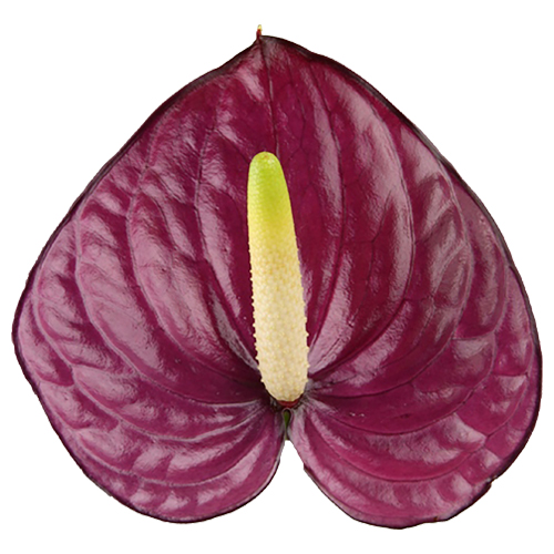 Anthogether anthurium Lovely Violet Heart