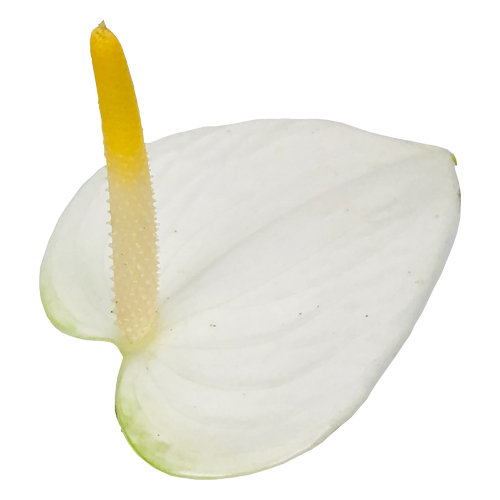 Anthogether anthurium Lovely White Love