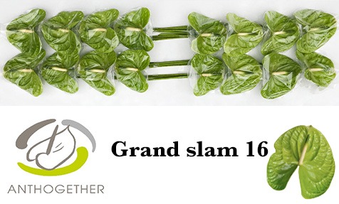 Grand Slam 16