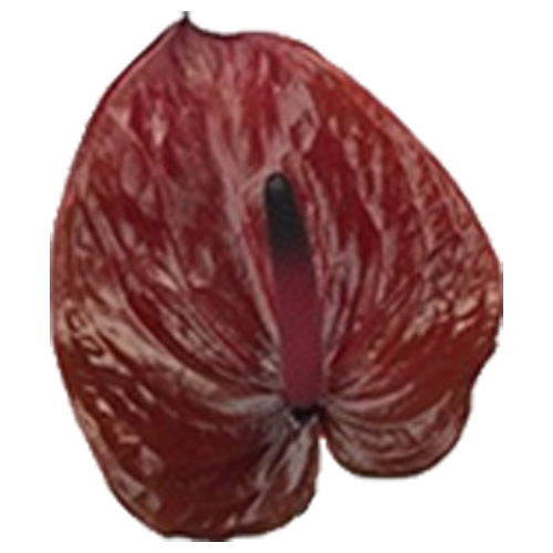 Anthogether anthurium Lovely Choco Beauty