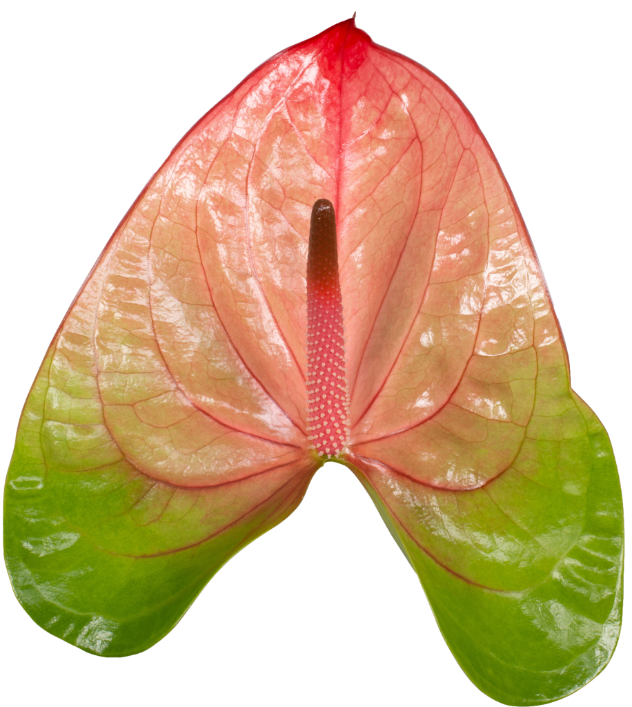 Anthogether snijanthurium Licosa