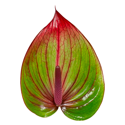Anthurium Anthogether Barika- web