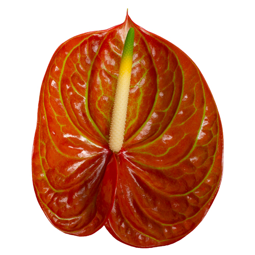 Anthurium Anthogether Corniche - web
