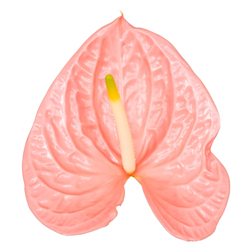 Anthurium Anthogether Kuduro - web
